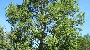 Attēlu rezultāti vaicājumam “Populus x canescens”