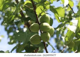 Attēlu rezultāti vaicājumam “Prunus armeniaca leaf”