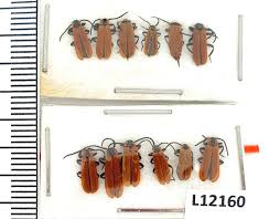 Attēlu rezultāti vaicājumam “Lygistopterus sanguineus”