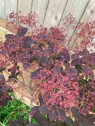 Attēlu rezultāti vaicājumam “Cotinus coggygria flower”