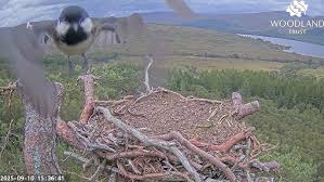 Attēlu rezultāti vaicājumam “Erithacus rubecula nest”