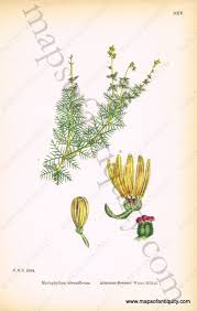 Attēlu rezultāti vaicājumam “Myriophyllum alterniflorum”