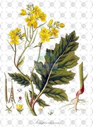 Attēlu rezultāti vaicājumam “Rorippa sylvestris leaf”