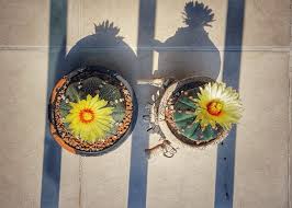 Attēlu rezultāti vaicājumam “Carex digitata flower”