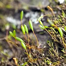 Attēlu rezultāti vaicājumam “Breidleria pratensis”