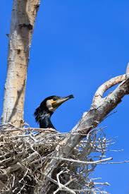 Attēlu rezultāti vaicājumam “Phalacrocorax carbo nest”