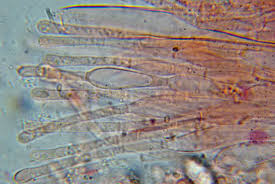 Attēlu rezultāti vaicājumam “Peziza varia”