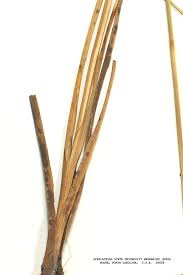 Attēlu rezultāti vaicājumam “Cladium mariscus bud”