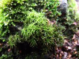 Attēlu rezultāti vaicājumam “Tortella tortuosa”