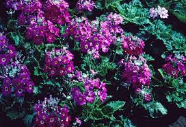 Image result for Primula malacoides