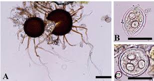 Attēlu rezultāti vaicājumam “Erysiphe galeopsidis”