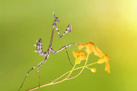 Attēlu rezultāti vaicājumam “Mantis religiosa”