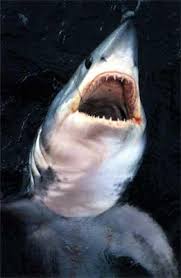 Image result for Lamna nasus