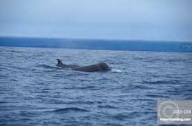 Image result for Hyperoodon ampullatus