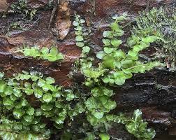 Attēlu rezultāti vaicājumam “Plagiomnium ellipticum”