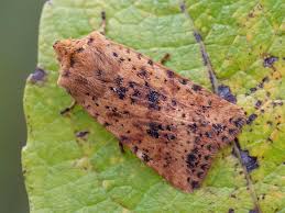 Attēlu rezultāti vaicājumam “Conistra rubiginea”