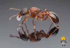 Attēlu rezultāti vaicājumam “Myrmica rubra”