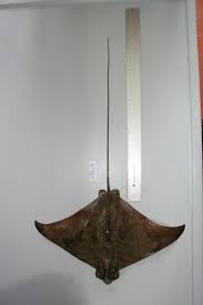 Image result for Aetomylaeus bovinus