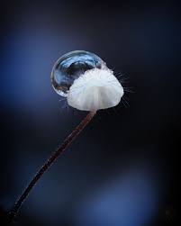 Attēlu rezultāti vaicājumam “Cribraria cancellata macro”