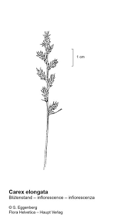 Attēlu rezultāti vaicājumam “Carex elongata”