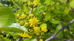 Attēlu rezultāti vaicājumam “Danthonia decumbens fruit”