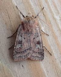 Attēlu rezultāti vaicājumam “Diarsia florida”