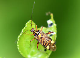 Attēlu rezultāti vaicājumam “Rhabdomiris striatellus”