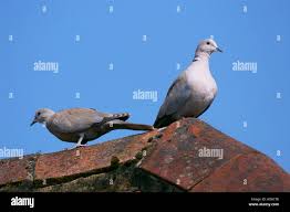 Attēlu rezultāti vaicājumam “Streptopelia decaocto”