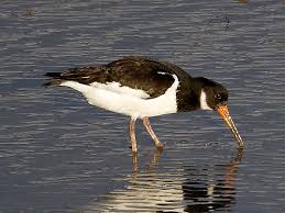 Attēlu rezultāti vaicājumam “Haematopus ostralegus”