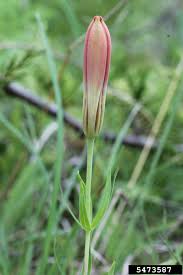 Attēlu rezultāti vaicājumam “Lilium lancifolium bud”