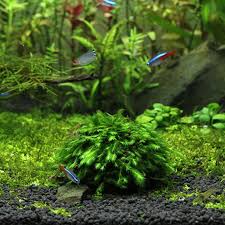 Attēlu rezultāti vaicājumam “Fissidens arnoldii macro”