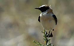 Image result for Oenanthe hispanica