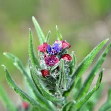 Attēlu rezultāti vaicājumam “Cynoglossum officinale flower”
