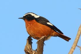 Image result for Phoenicurus moussieri