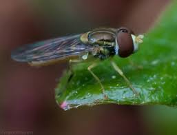 Attēlu rezultāti vaicājumam “Syrphus sp. imago”