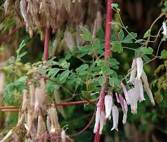 Image result for Adlumia fungosa