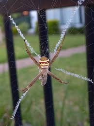 Image result for st andrews cross spider
