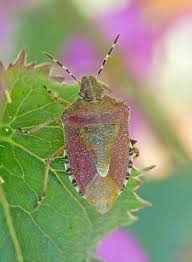 Attēlu rezultāti vaicājumam “Dolycoris baccarum”