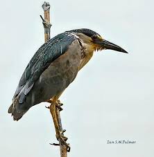 Image result for Nycticorax nycticorax