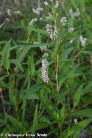 Attēlu rezultāti vaicājumam “Persicaria lapathifolia flower”
