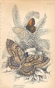 Attēlu rezultāti vaicājumam “Angerona prunaria”