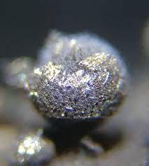 Attēlu rezultāti vaicājumam “Lamproderma pseudomaculatum macro”