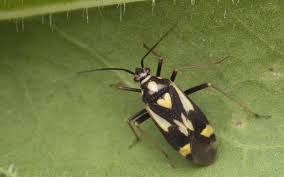 Attēlu rezultāti vaicājumam “Grypocoris sexguttatus”