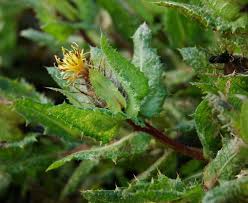 Image result for Cnicus benedictus