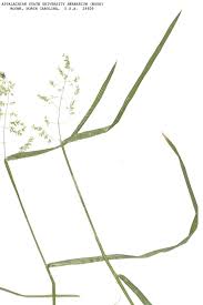 Attēlu rezultāti vaicājumam “Poa trivialis leaf”