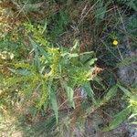 Attēlu rezultāti vaicājumam “Rumex maritimus fruit”