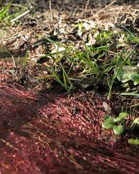 Attēlu rezultāti vaicājumam “Hildenbrandia rivularis”