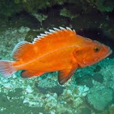 Image result for Sebastes fasciatus