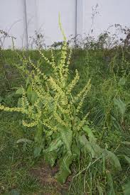Attēlu rezultāti vaicājumam “Rumex obtusifolius fruit”