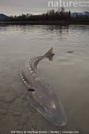 Image result for Acipenser transmontanus